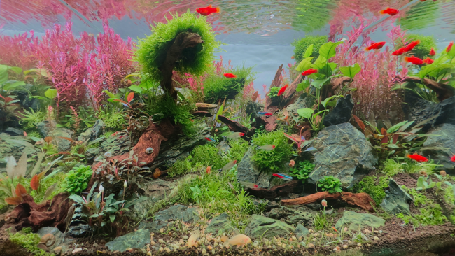Picture of planted aquarium, with a natural style, with rock, wood and several species of aquatic plants, with fishes, shrimps and snails
