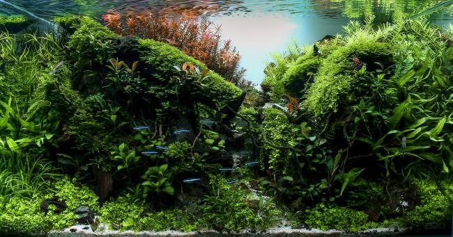 This image shows an aquascape, resembling a lush underwater forest. It features a variety of aquatic plants in vibrant shades of green and red, arranged to create depth and natural scenery. Small fish swim through the scene, adding movement and color. The water is crystal clear, and the surface reflects the rich greenery, enhancing the peaceful and vibrant atmosphere of the aquarium.