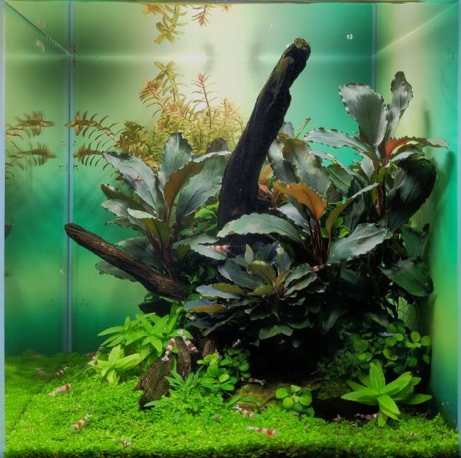 square aquarium with an island of driftwood and dragon stones and many plants on the right side, surrounded by carpeting plants and Red Bee shrimp
