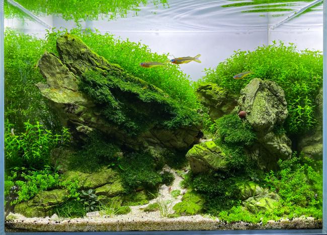 Nano aquascape Mini M