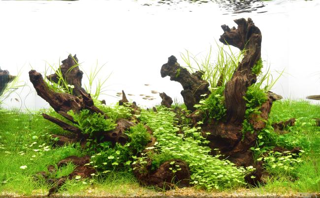 Aquarium competition photo, with branches fish and plants.