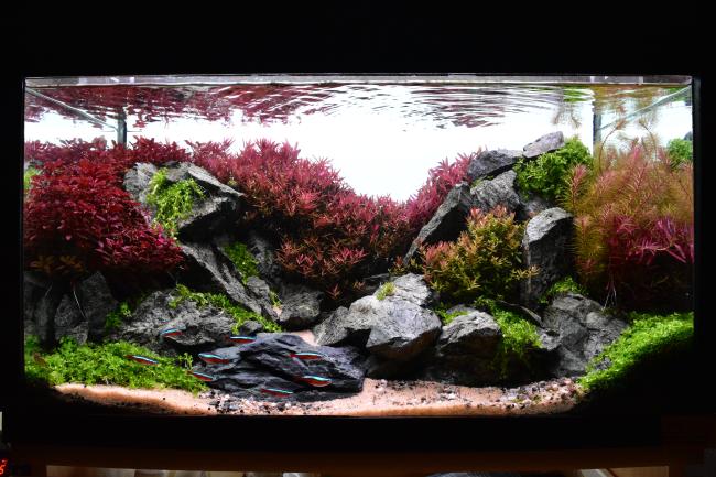 A planted aquarium with vibrant red and green aquatic plants, black rocks arranged in a natural scape, and a group of small neon tetra fish swimming near the bottom.