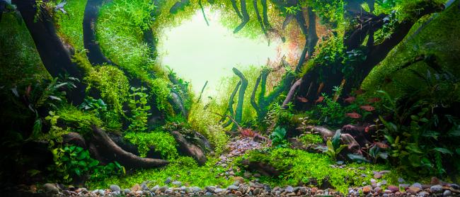 A silent tribute to commitment, natural beauty, and a love that takes root. In this Nature-style aquarium, plants are the true protagonists, growing in harmony to symbolize a “Sí, quiero” (I do) that blossoms and stays alive beneath the water.