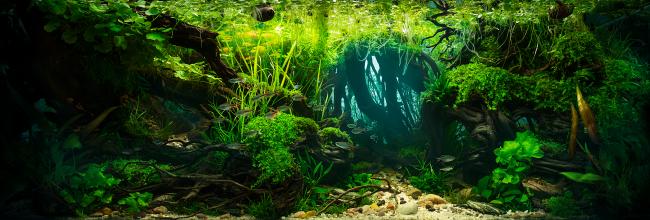 A serene water surface, covered with floating plants and fallen botanicals, evokes the atmosphere of a landscape suspended in time. The "embrace" of roots occupies the foreground, their curved forms accompanied by the gentle movement of fish extending into the background. They embody motion — the heartbeat, the pulse, the veins that nourish what breathes above the water.