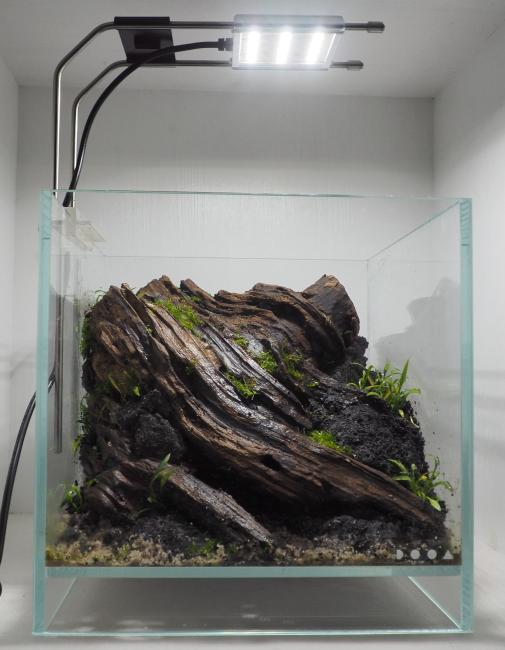 "The Flowing Stump" Dooa 20cm Aquascape by Liam Kiefer  