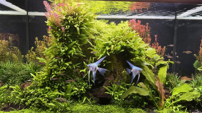 Nature Aquarium, Angel fish, Tetras, Black Background, Green-Red-Blue
