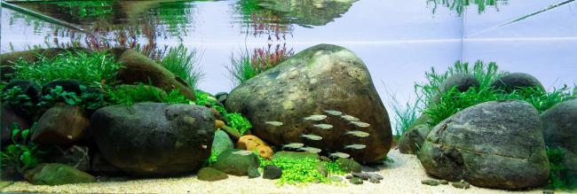 A fast-flowing river with little aquascaping twist