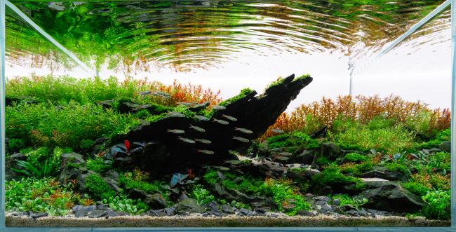  Aquascape Pride Rock Liquid Garden 75P von Christoph Maisch