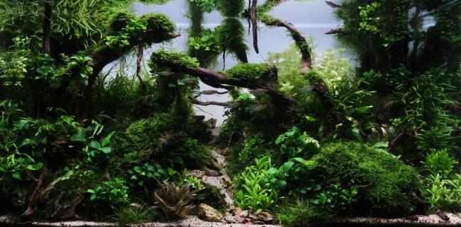 2 years old ryoboku style scape 