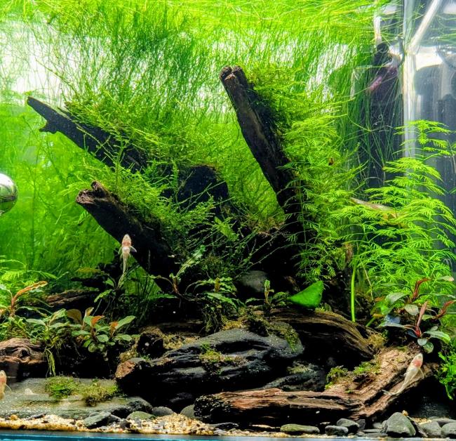 Versunkene Wurzel im Bachbett