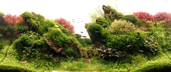 My dragon rock aquarium with lots of moss and a few stem plants in the back.