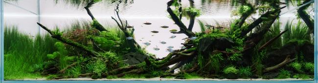 Nature Aquarium ADA spirit