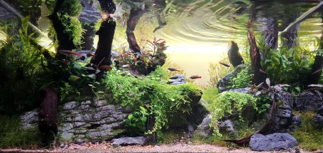 Aquarium with stones and wood
