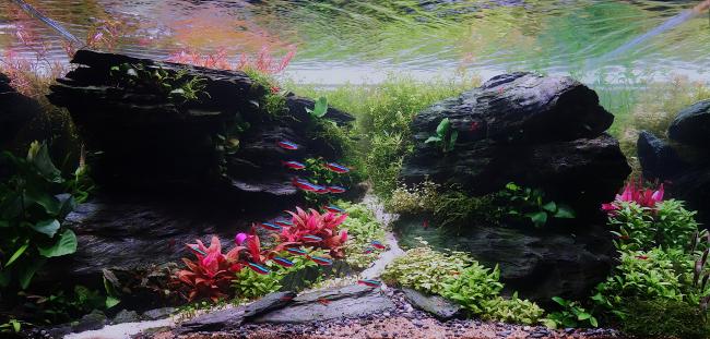 Aquascape resembling a lush valley with dark rocks and vibrant plants, lit with contrasting dark and bright areas. Neon tetras swim through the scene, enhancing the natural underwater layout.