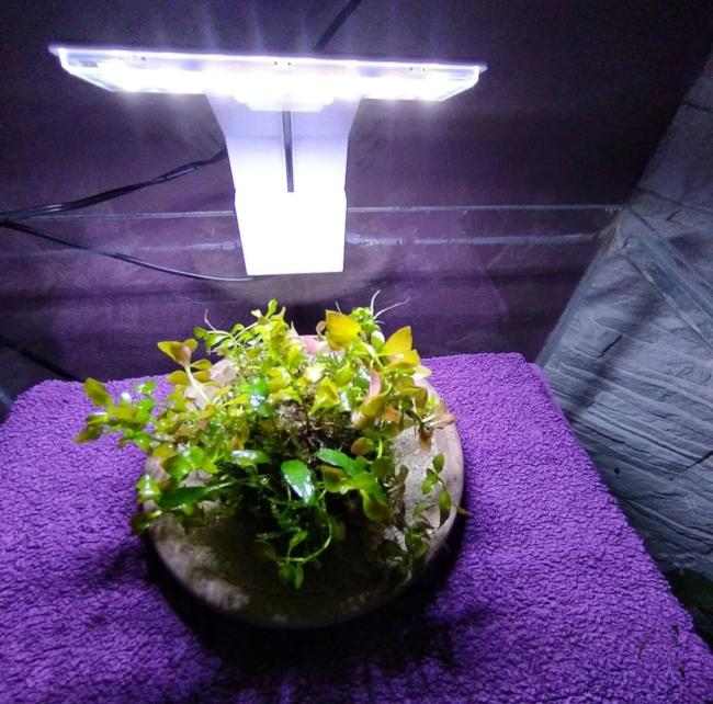 Waby Kusa Ball on clay plate