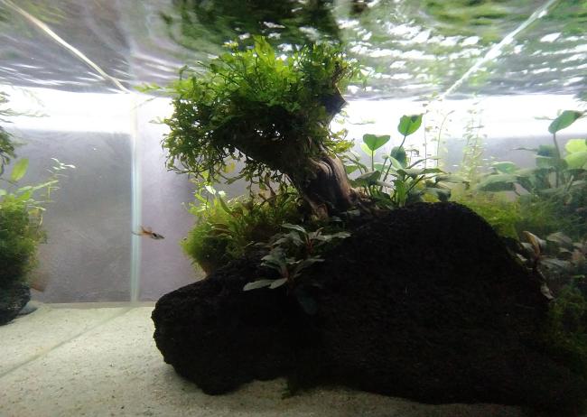 Small bonsai tree (rosemary wood) scape