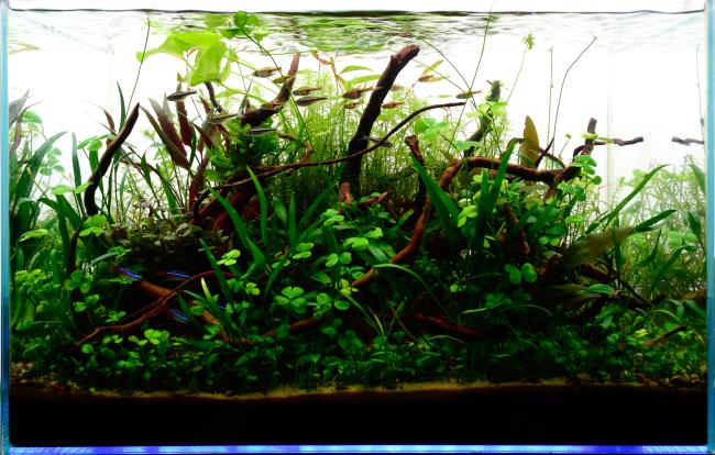 Final photo, layout is 11 months old at that time 