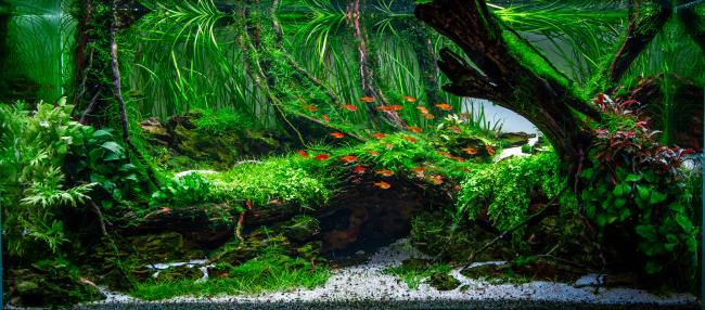 Acuario bien plantadito