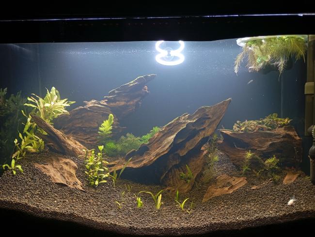 Aquarium aquascape dengan pencahayaan terang, menampilkan tanaman air beragam dan susunan kayu apung yang alami. Substrat batu kecil gelap dan ikan kecil yang berenang di bagian bawah melengkapi tampilan ekosistem yang sehat dan estetis.
