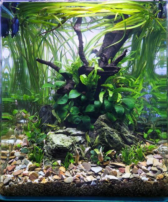 30 litre nano cube aquarium with nature style aquascape