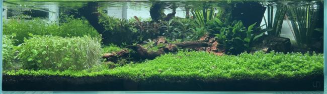 This image shows a vibrant aquarium filled with lush greenery and natural elements. The tank features healthy plants growing along the bottom, with different textures and shades of green. In the background, there are wooden branches and rocks, contributing to a natural, forest-like look. The clear water reflects the plants beautifully, creating a serene and balanced environment.