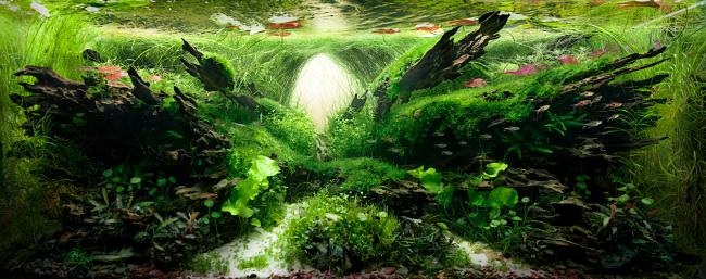 "A peaceful landscape under the lilies."