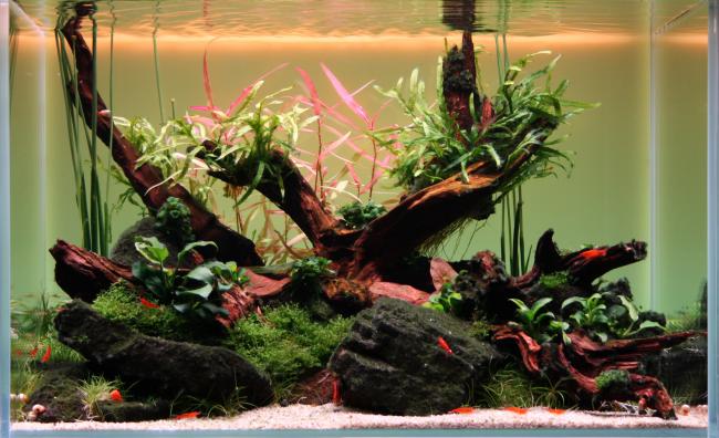Nature Style Aquascape with driftwood and Sansui Stones