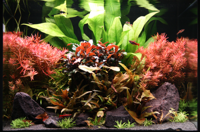 A freshwater aquascape featuring a central arrangement of dark lava rocks, surrounded by red and bronze aquatic plants, with large green Echinodorus leaves forming a canopy in the background.