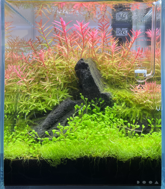 Nano Aquascape with green and red plants