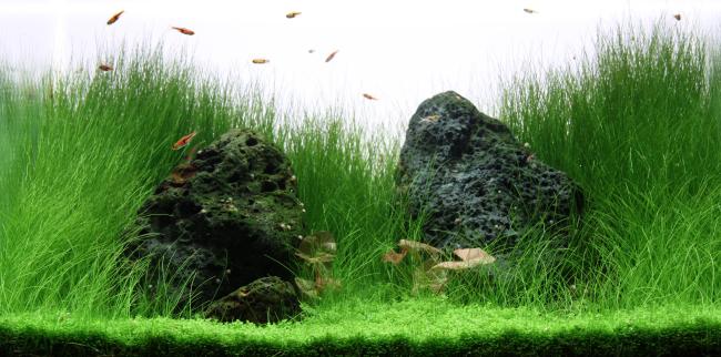 Two black stones surrouded by hairgrass. Short in the front and longer in the