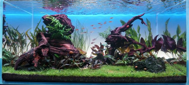 Continuity of Nature