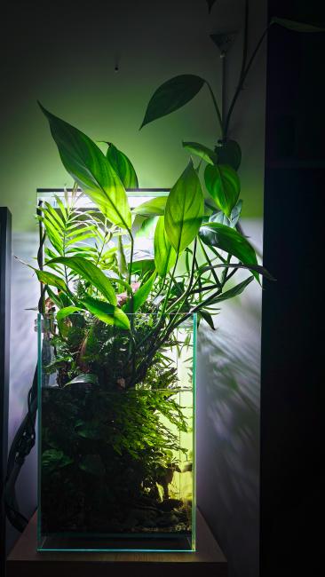 Adam Dziadek - Echoes of the canopy