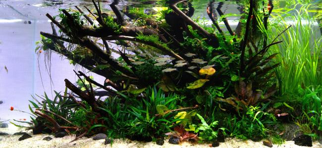 Whispers of the Cryptic Canopy" is a nature-inspired aquascape that depicts an enchanted stream bank with rooted Talawa wood and various species of Cryptocoryne. The composition evokes a calm, shaded atmosphere reminiscent of the hidden edges of a tropical forest.