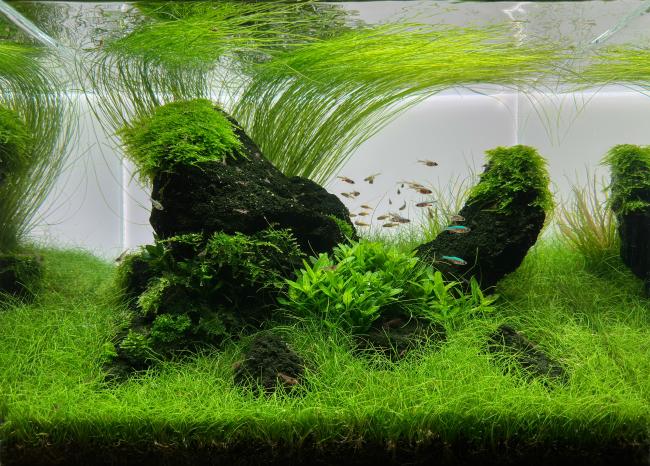 A harmonious iwagumi with hairgrass and lively fish
