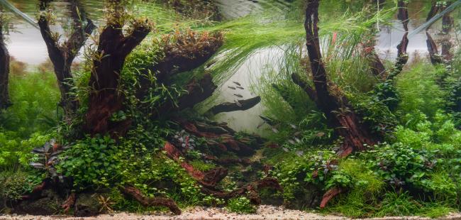 The picture is supposed to represent a path in a lush forest