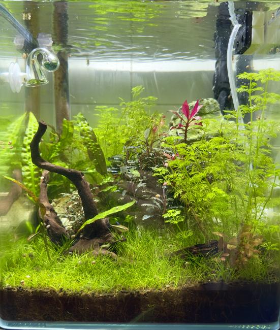 Over one year old plant cube