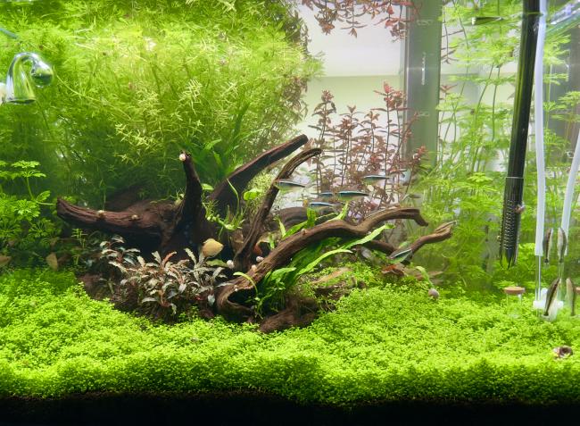 A wooden Island between lots of green