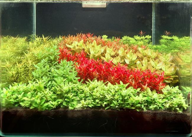 Lush green with a line of red 