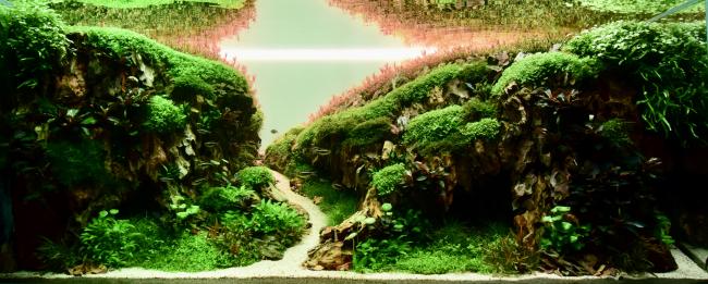 The birth of my daughter brought a whirlwind of emotions. The joy, the overwhelming love, but also the sleepless nights and constant care. Amidst the feeding, changing, and soothing, I found a sanctuary in my aquarium. It was my refuge, my creative outlet. With a baby on my arm and a keen eye for detail, I embarked on creating this aquascape. The rough stones formed the foundation, the lush plants the gentle hills. It was a challenge, especially with the limited time and energy. But the thought of the EAPLC