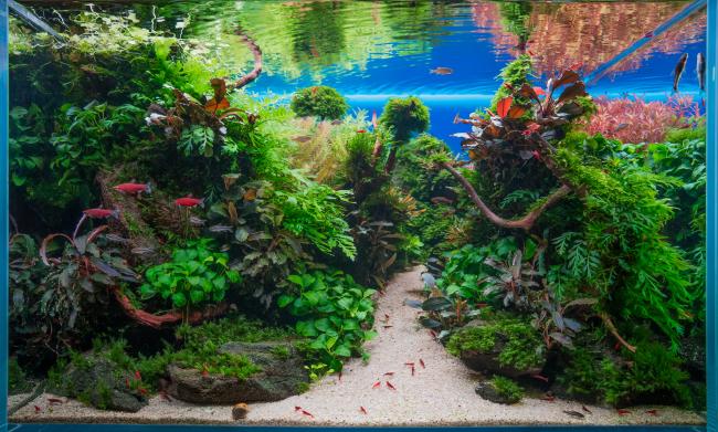 Naturaquarium