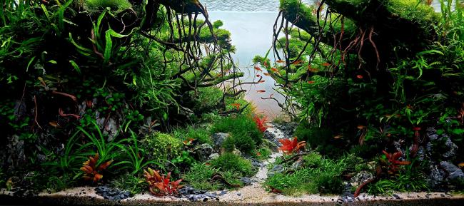 Whispers of the Canopy – a forest suspended in time, where roots reach down and fish rise up.