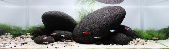 A shallow aquarium with river rocks at the centre. Foreground with sand and the background with hair grass plants. There´s also a school of tetras alongside the aquarium.