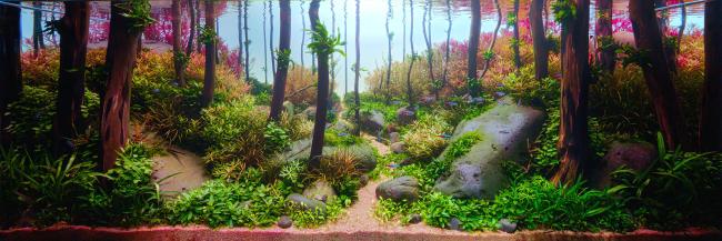 Eucalyptus forest in Australia. Tropical, colourful, air filled with the eucalyptus scent