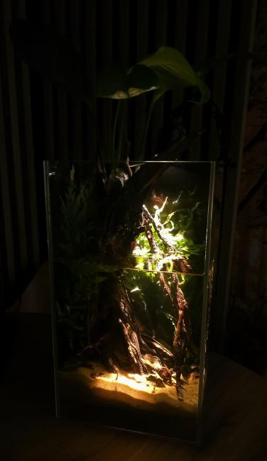 Dark old wood scenery paludarium made by Sabina Niedzielska