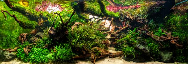 A lush, intricately designed aquascape featuring vibrant green plants, twisted driftwood, and schooling fish, creating a vivid underwater jungle scene.