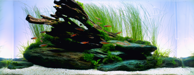 Rivertheme layout with dark river stones and a dragon wood. a mix of lush green plants covering the hardscape, in the background eleocharis pushed by the water stream. the scape is highlighted by orange pseudomugil luminatus. 