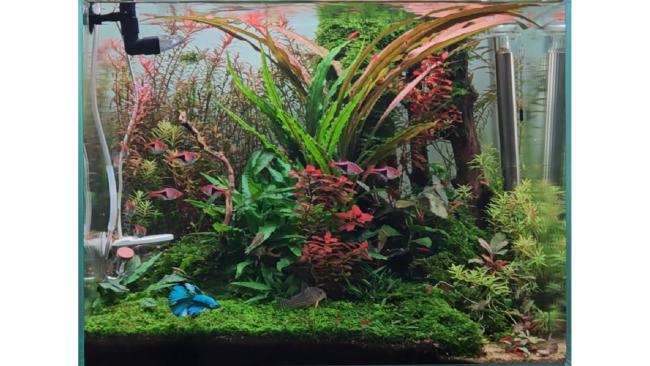 A natural-style freshwater aquarium with lush vegetation and rocks. Vertical branches of Enigma Wood stand in the background. In the center, a composition of Cryptocorynes, stem plants, and mosses, seen from the front.