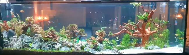 This aquascape was created under the unusual constraint of being fully viewable from both the front and the back – a requirement that influenced both structure and storytelling.  On the left, layered stone formations and small trees evoke the ruggedness of a living, structured landscape. On the right, an open expanse of sand stretches out in stark contrast – quiet, minimal, almost barren.  At the heart of the layout stands a single, large tree – solitary and resilient. 