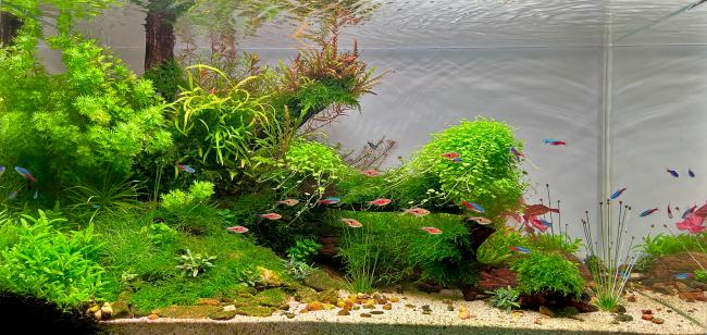 piece_of_life Aquascape