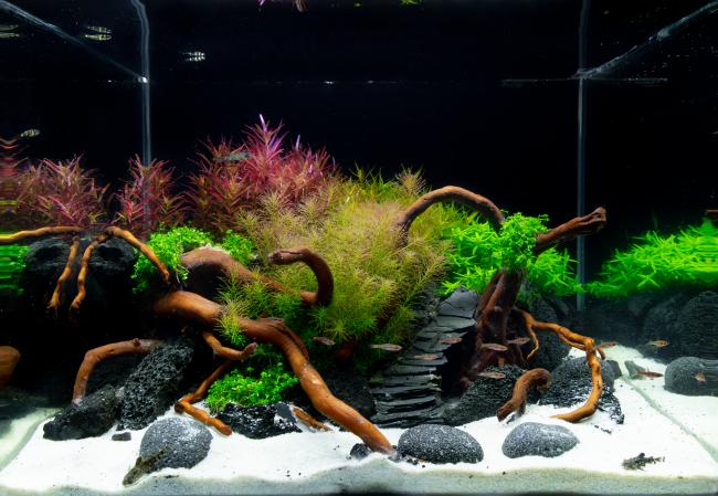 Rotala in different colors are growing on this tropical Island.